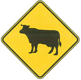 Cattle Crossing